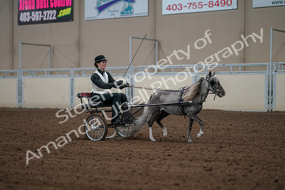 2019 Morgan Horse Show - Aug 30, 2019 - 13412