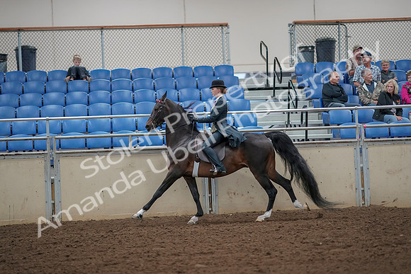 2019 Morgan Horse Show - Aug 30, 2019 - 25191