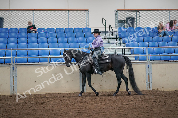 2019 Morgan Horse Show - Aug 30, 2019 - 16745