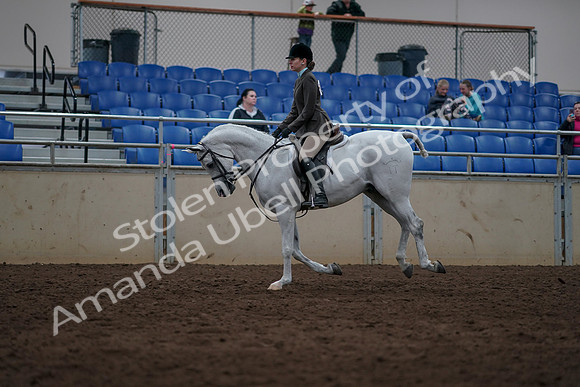 2019 Morgan Horse Show - Sept 01, 2019 - 08710