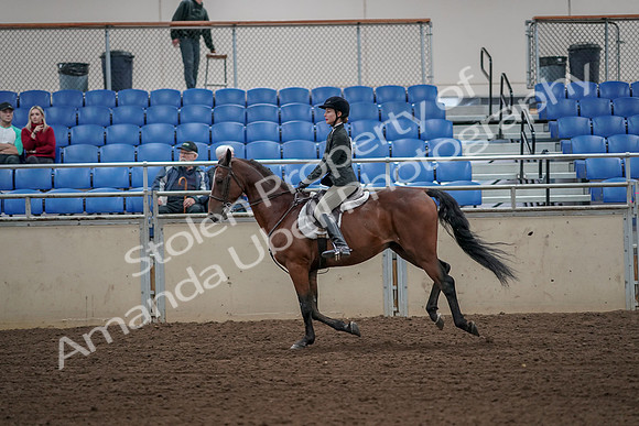 2019 Morgan Horse Show - Aug 31, 2019 - 05039
