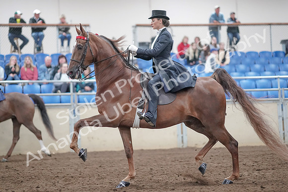 2019 Morgan Horse Show - Aug 31, 2019 - 20456