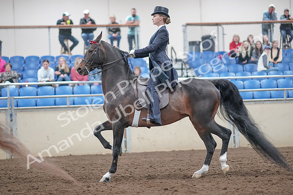 2019 Morgan Horse Show - Aug 31, 2019 - 20543