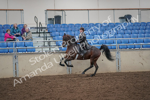 2019 Morgan Horse Show - Aug 30, 2019 - 28017