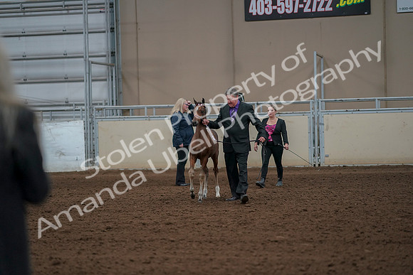 2019 Morgan Horse Show - Aug 30, 2019 - 24734