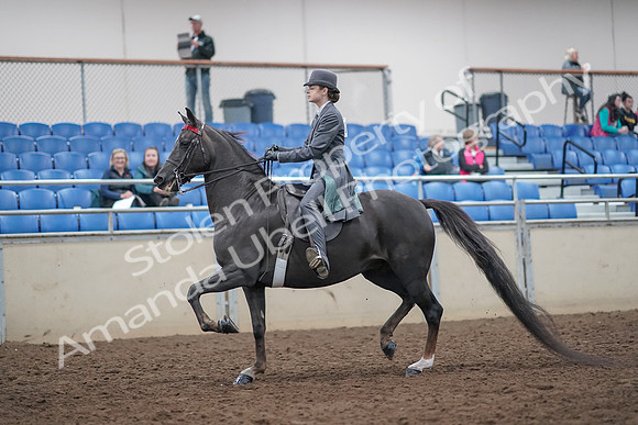 2019 Morgan Horse Show - Aug 31, 2019 - 09270
