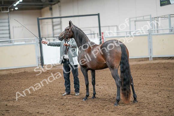 2020 - AB Morgan Horse - Sat, Sept 05 - 00260