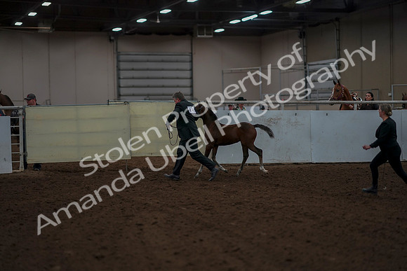 2019 Morgan Horse Show - Aug 30, 2019 - 24766