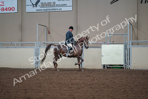 2019 Morgan Horse Show - Aug 30, 2019 - 17639