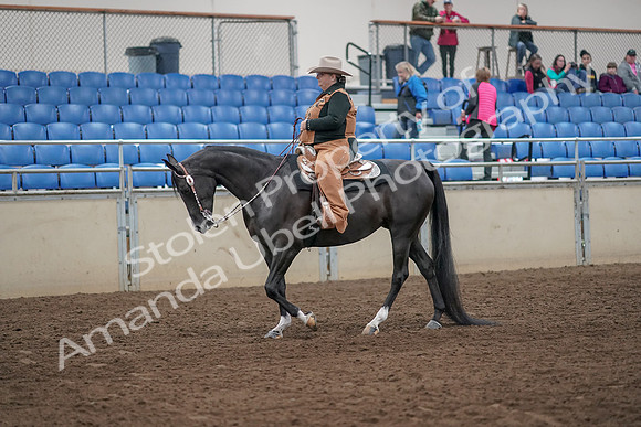 2019 Morgan Horse Show - Aug 31, 2019 - 06135