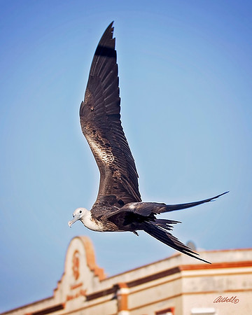 Birds - 161