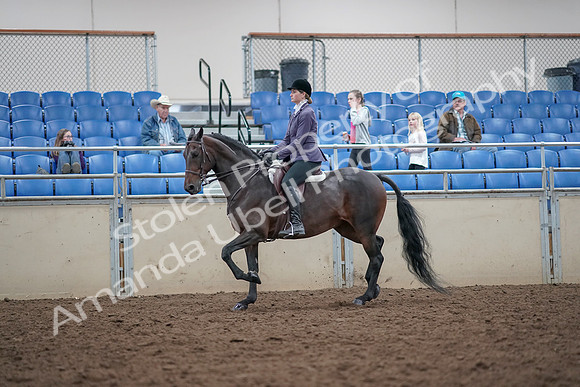 2019 Morgan Horse Show - Aug 31, 2019 - 14941
