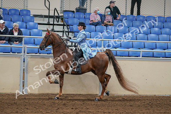 2020 - AB Morgan Horse - Sat, Sept 05 - 06239
