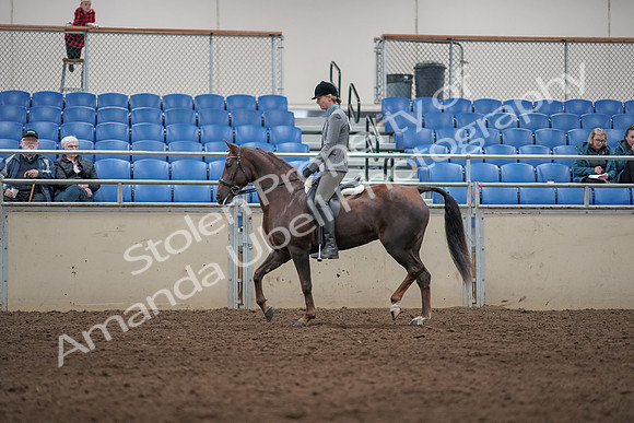 2019 Morgan Horse Show - Aug 31, 2019 - 07264