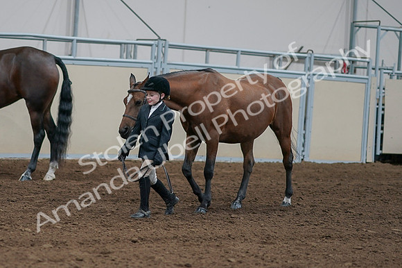 2020 - AB Morgan Horse - Fri, Sept 04 - 00864