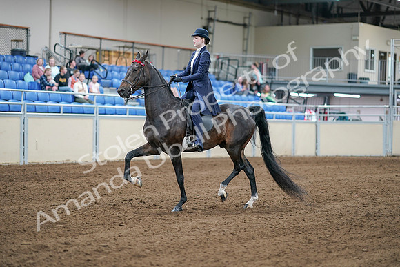 2020 - AB Morgan Horse - Sat, Sept 05 - 06170