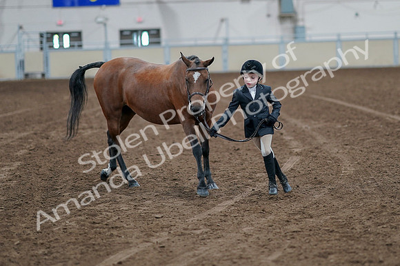 2020 - AB Morgan Horse - Fri, Sept 04 - 00904