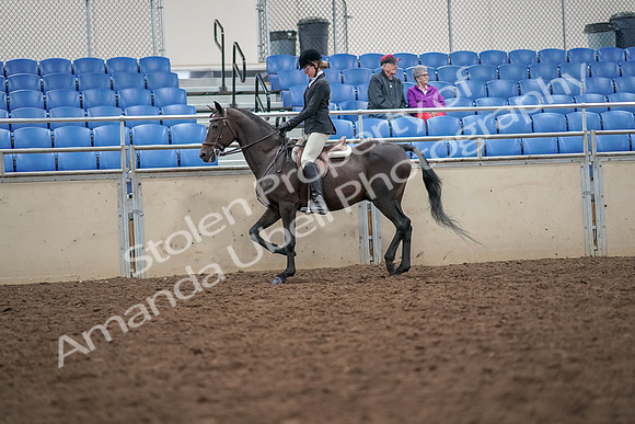 2019 Morgan Horse Show - Aug 30, 2019 - 20125
