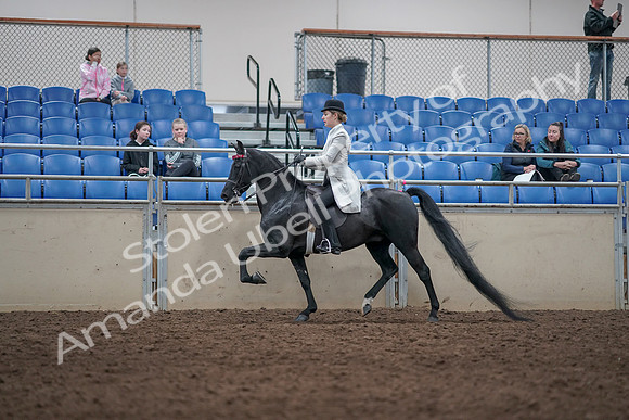 2019 Morgan Horse Show - Aug 31, 2019 - 09342