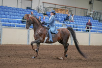 2020 - AB Morgan Horse - Sun, Sept 06 - 00014