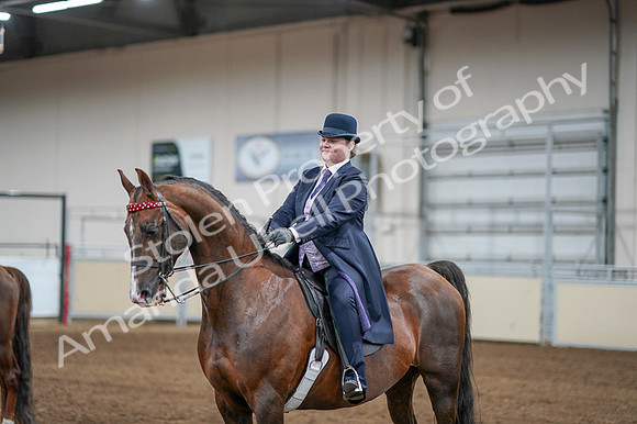 2020 - AB Morgan Horse - Fri, Sept 04 - 08132