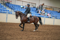 2020 - AB Morgan Horse - Sat, Sept 05 - 09308