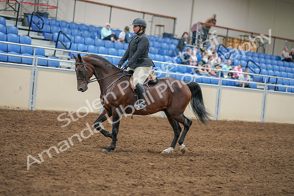 2020 - AB Morgan Horse - Sat, Sept 05 - 09308