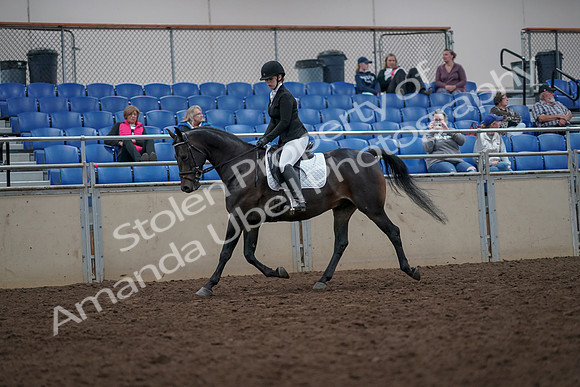 2019 Morgan Horse Show - Aug 31, 2019 - 16585