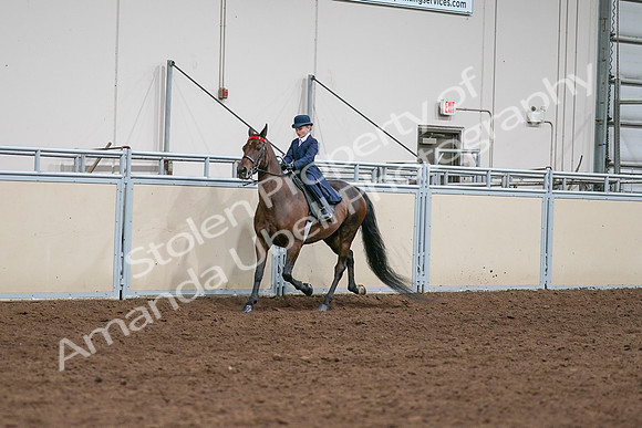 2020 - AB Morgan Horse - Sat, Sept 05 - 04900