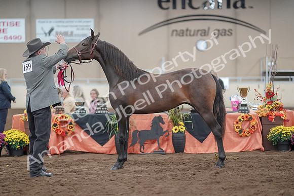 2019 Morgan Horse Show - Aug 31, 2019 - 02877