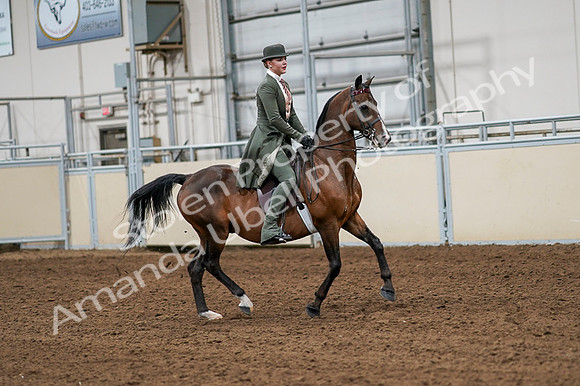 2020 - AB Morgan Horse - Fri, Sept 04 - 03348
