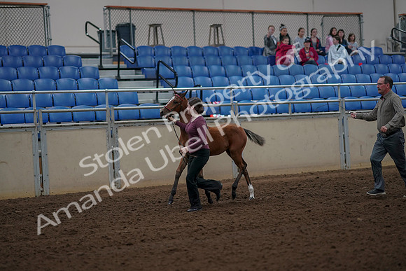2019 Morgan Horse Show - Aug 30, 2019 - 24685