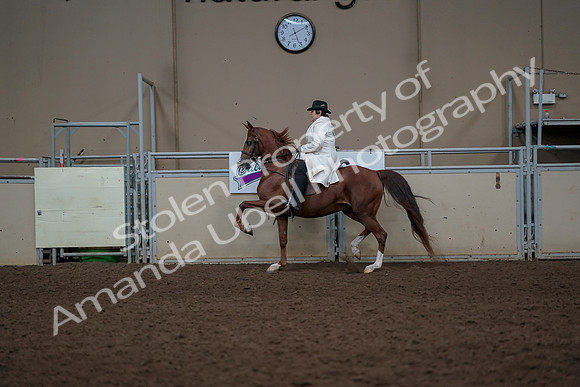 2019 Morgan Horse Show - Aug 31, 2019 - 17882