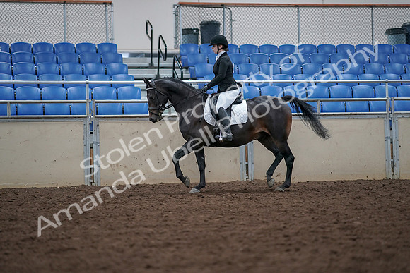 2019 Morgan Horse Show - Aug 30, 2019 - 18397