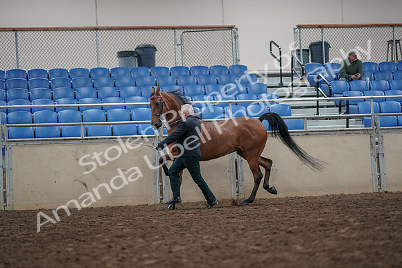 2019 Morgan Horse Show - Aug 31, 2019 - 03590
