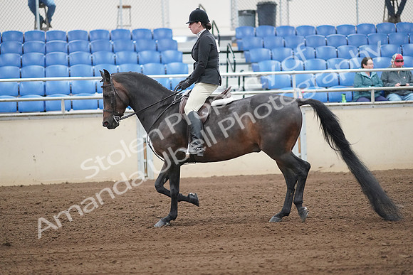 2019 Morgan Horse Show - Sept 01, 2019 - 04010