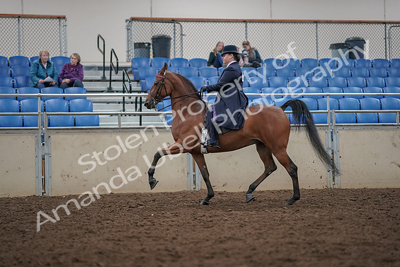 2019 Morgan Horse Show - Aug 30, 2019 - 28367