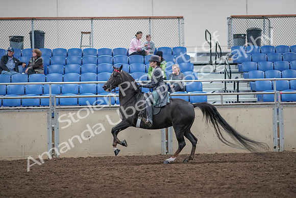 2019 Morgan Horse Show - Aug 31, 2019 - 09448