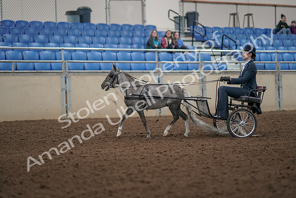 2019 Morgan Horse Show - Aug 31, 2019 - 04254