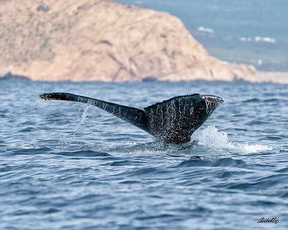 Los Cabo Dec 2018 - 1422