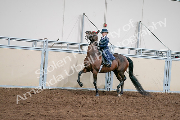 2020 - AB Morgan Horse - Sat, Sept 05 - 04808