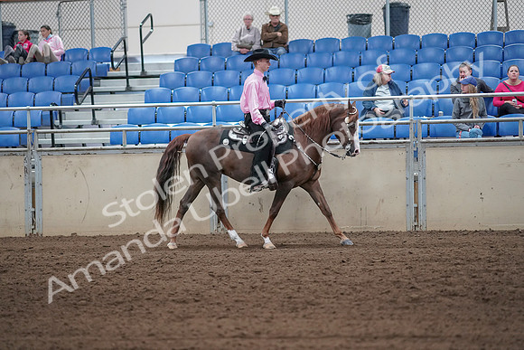 2019 Morgan Horse Show - Sept 01, 2019 - 07157
