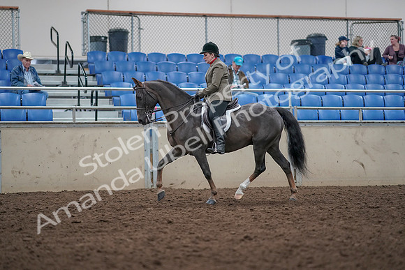 2019 Morgan Horse Show - Aug 31, 2019 - 14743