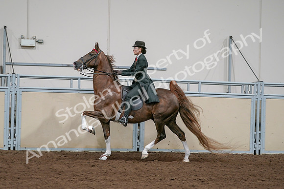 2020 - AB Morgan Horse - Sat, Sept 05 - 13056