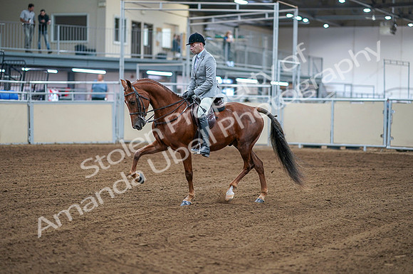 2020 - AB Morgan Horse - Fri, Sept 04 - 01464