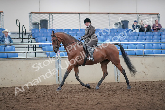 2019 Morgan Horse Show - Aug 31, 2019 - 14846
