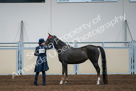 2020 - AB Morgan Horse - Fri, Sept 04 - 00711