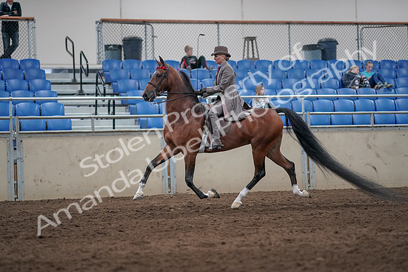 2019 Morgan Horse Show - Sept 01, 2019 - 07387