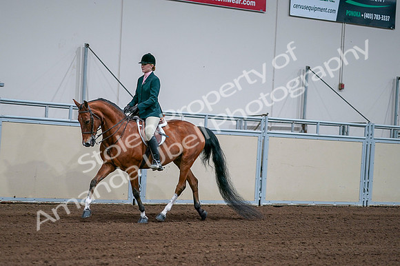 2020 - AB Morgan Horse - Fri, Sept 04 - 01586