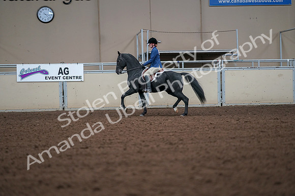 2019 Morgan Horse Show - Aug 30, 2019 - 18380